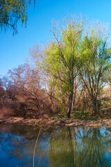 drzewo wierzba zieleń roślina wiosna © Piotr