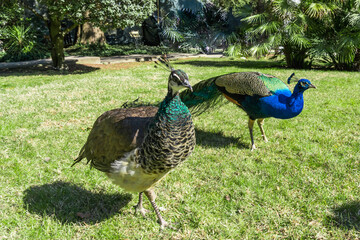 Fototapeta premium A pair of peacocks close up in a free stroll in the park