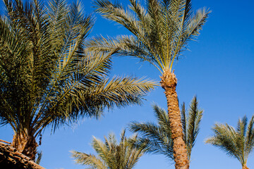 Obraz na płótnie Canvas Straw beach umbrella against a clear blue sky with a palm tree. Red Sea, Sharm El Sheikh, Egypt, Africa