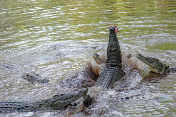 An African Crocodile feeding 