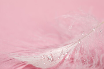 Closeup view of beautiful feather with dew drops on pink background