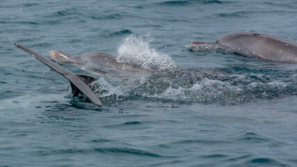 Obraz premium Playfull Dolphins in Kisite in Diani