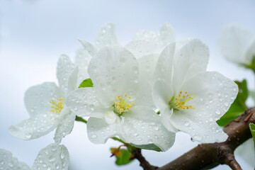 White inflorescences of apple flowers in raindrops. Blooming apple tree. Macro.