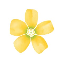 水彩風　鮮やかな黄色のカタバミの花