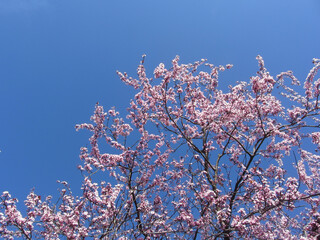 Flowering plum tree against the blue sky in spring