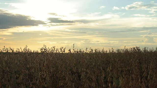 soybean dry plantation with sky on the horizon sunset view
