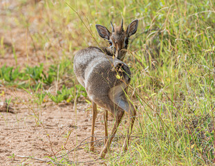 A Dik Dik turns to look at the camera before jumping off