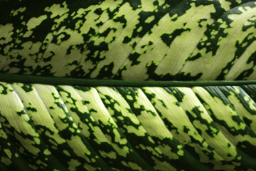 dark leaf of the indoor dieffenbachia flower with light spots