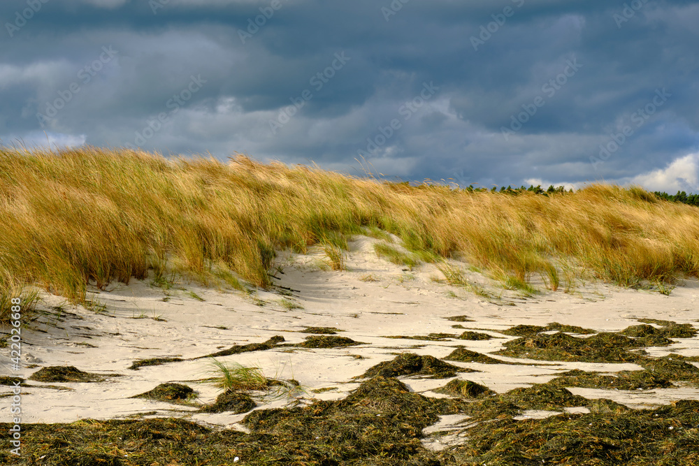 Poster Nordstrand und Dünen  im Ostseebad Prerow auf dem Darß, Fischland-Darß-Zingst, Mecklenburg Vorpommern, Deutschland