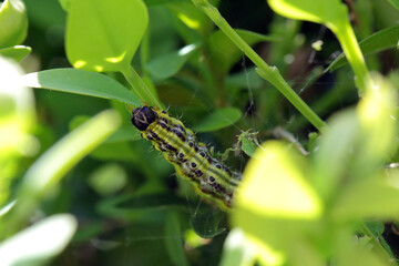 Box tree moth Cydalima perspectalis caterpillars in the garden on common box. The box tree caterpillars quickly destroy entire shrubs in the gardens.