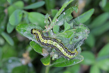 Box tree moth Cydalima perspectalis caterpillars in the garden on common box. The box tree caterpillars quickly destroy entire shrubs in the gardens.