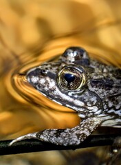 closeup of frog in water