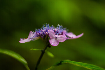 배경으로 사용 가능한 꽃 이미지(Flower image that can be used as a background)