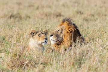 Dual Lions, male and female