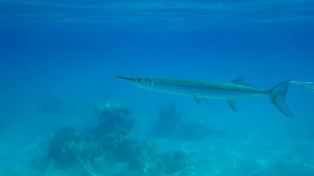 Two Needlefish hunts under surface of the blue water reflect from her. Underwater life in the ocean (4K-60pfs)