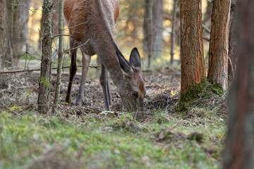 Rothirsch, Cervus elaphus, Hirsch