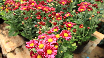 Obraz premium Selective focus image. Colorful chrysanthemum flower bloom in the farm On a blurred background