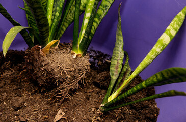 Transplanting the houseplant Sansevieria in a purple basin