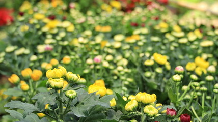 Selective focus image. Chrysanthemum that is not yet blooming Outdoor gardening Blooming naturally On a blurred background