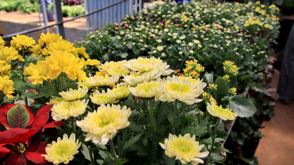 Selective focus image. Colorful chrysanthemum flower bloom in the farm On a blurred background