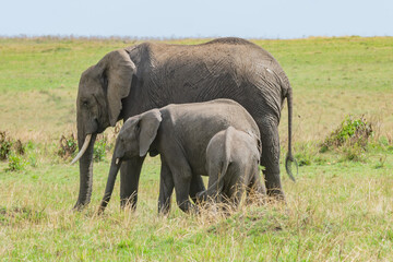 An Elephant Family
