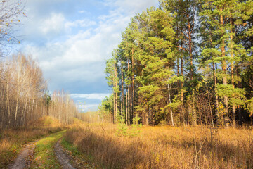 bright autumn landscape. Colorful trees with a nearby passing road in the forest