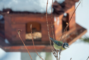 Blaumeise im Winter 3