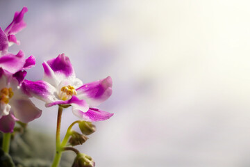 beautiful home-made violet flowers on a delicate blurred background