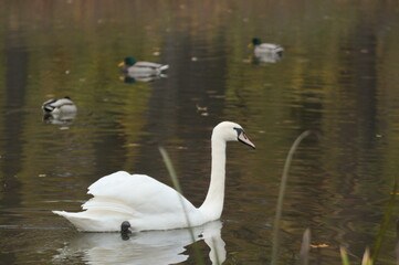 Łabędz i kaczki © Krzysztof  Jaworski