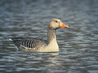 portrait shot of a goose swimming on a lake and looking at the camera