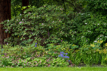 Minimalist monochrome green background with wild azalea or Rhododendron plant an old green trees and leaves in a park in a summer day in Scotland, United Kingdom.