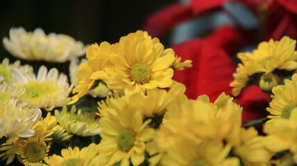 Selective focus image. Colorful chrysanthemum flower bloom in the farm On a blurred background