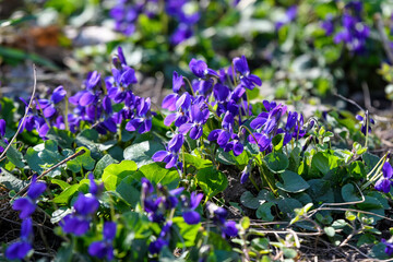 Obraz premium Many small delicate blue flowers of Viola odorata plant, commonly known as wood, sweet, English or florist's violet in a garden in a sunny spring day, beautiful outdoor floral background.
