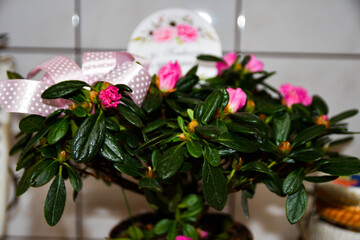 kwiaty róże © Krzysztof  Jaworski