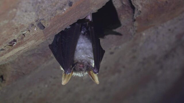 Close up strange animal Greater mouse-eared bat Myotis myotis hanging upside down on top of cold brick arched cellar and shaking and waking up just after hibernating. Creative wildlife shot.