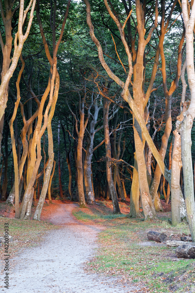 Canvas Prints Lichtstimmung am Abend am Darßer Weststrand, Nationalpark Vorpommersche Boddenlandschaft, Mecklenburg Vorpommern, Deutschland