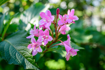 Many vivid pink magenta flowers of Weigela florida plant with flowers in full bloom in a garden in a sunny spring day, beautiful outdoor floral background photographed with soft focus.