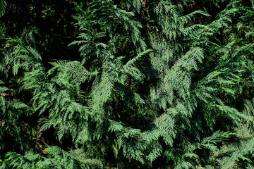 Many small vivid green leaves of Thuja coniferous tree, commonly known asarborvitaes, thujas or cedars in a garden in a sunny summer day.