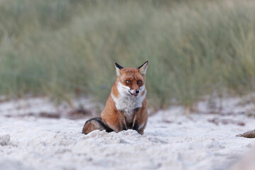 Rotfuchs, Vulpes vulpes, am Dar&szlig;er Weststrand, Nationalpark Vorpommersche Boddenlandschaft, Mecklenburg Vorpommern, Deutschland