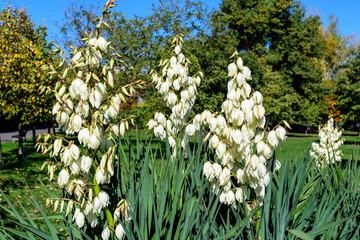 Many delicate white flowers of Yucca filamentosa plant, commonly known as Adam’s needle and...