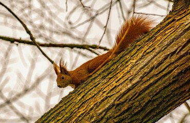 Squirrel on a tree