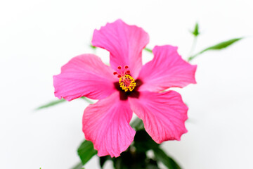 One large and delicate vivid pink magenta hibiscus flower in an garden pot near a light grey wall, indoor floral background photographed with selective focus.