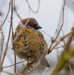 Sparrow in winter