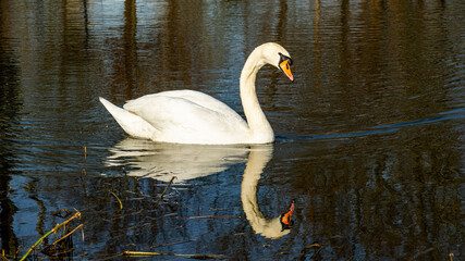 swans on the lake