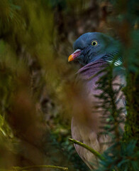 close up of a bird