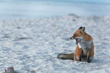 Rotfuchs, Vulpes vulpes, am Darßer Weststrand, Nationalpark Vorpommersche Boddenlandschaft, Mecklenburg Vorpommern, Deutschland