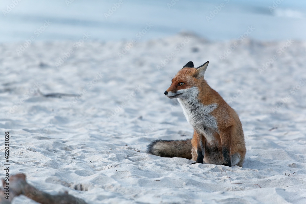 Poster Rotfuchs, Vulpes vulpes, am Darßer Weststrand, Nationalpark Vorpommersche Boddenlandschaft, Mecklenburg Vorpommern, Deutschland