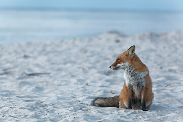 Rotfuchs, Vulpes vulpes, am Darßer Weststrand, Nationalpark Vorpommersche Boddenlandschaft, Mecklenburg Vorpommern, Deutschland