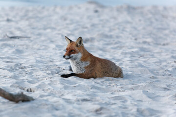 Rotfuchs, Vulpes vulpes, am Darßer Weststrand, Nationalpark Vorpommersche Boddenlandschaft, Mecklenburg Vorpommern, Deutschland