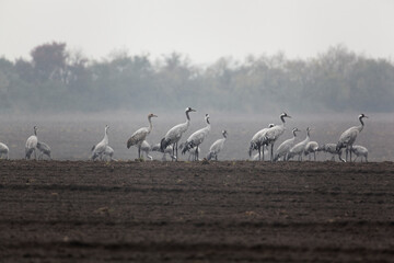 Kranich, Grus grus, Grauer Kranich, Eurasischer Kranich